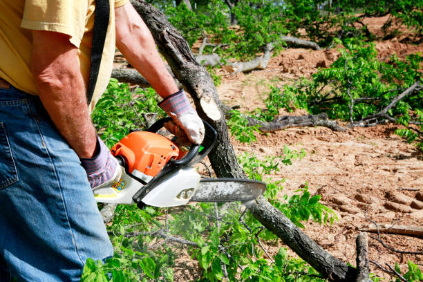 Best Tree Stump Removal  in USA